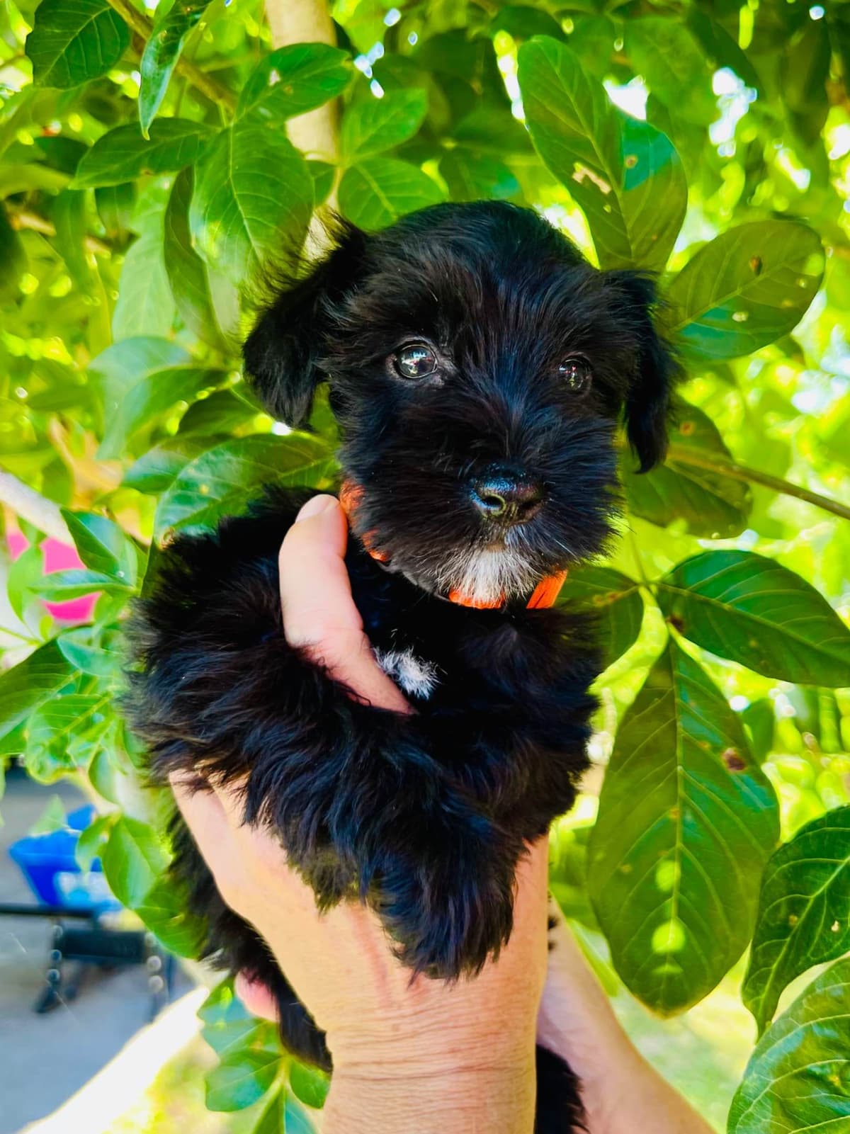 Miniature Schnauzer Puppies breeder image 1