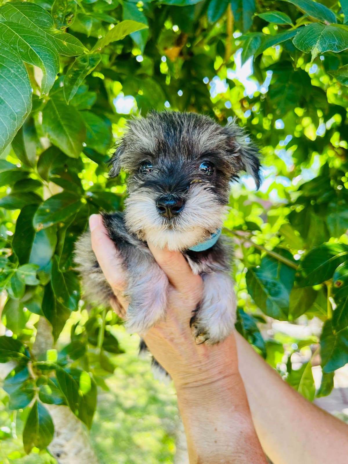 Miniature Schnauzer Puppies breeder image 3