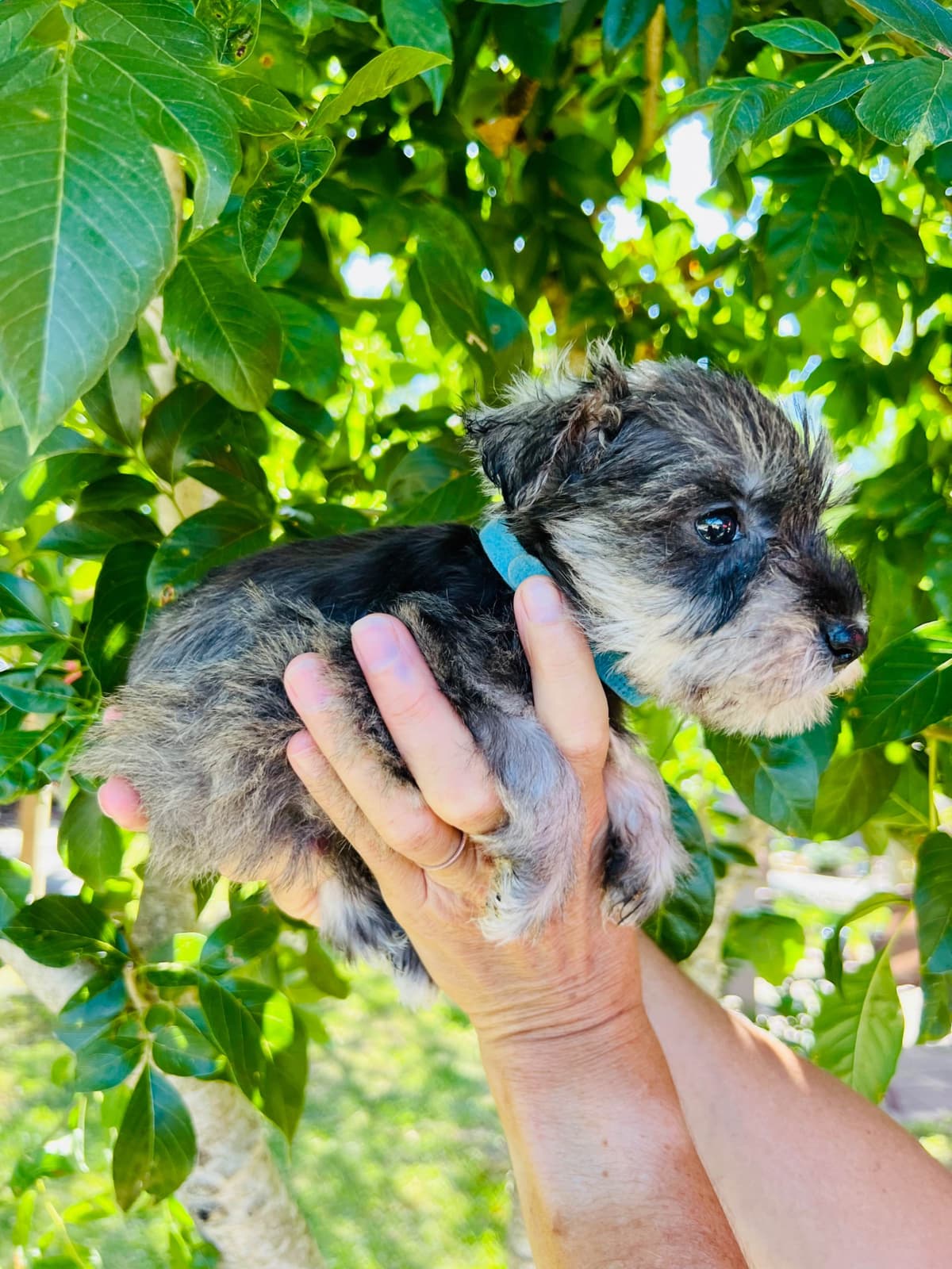 Miniature Schnauzer Puppies breeder image 4