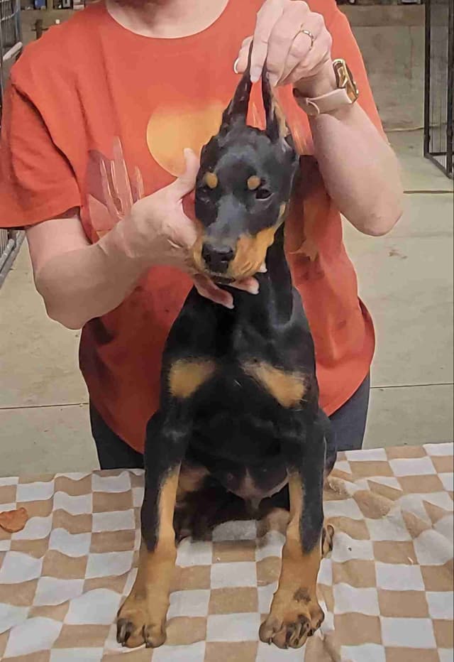 Doberman Pinscher Puppies media 2