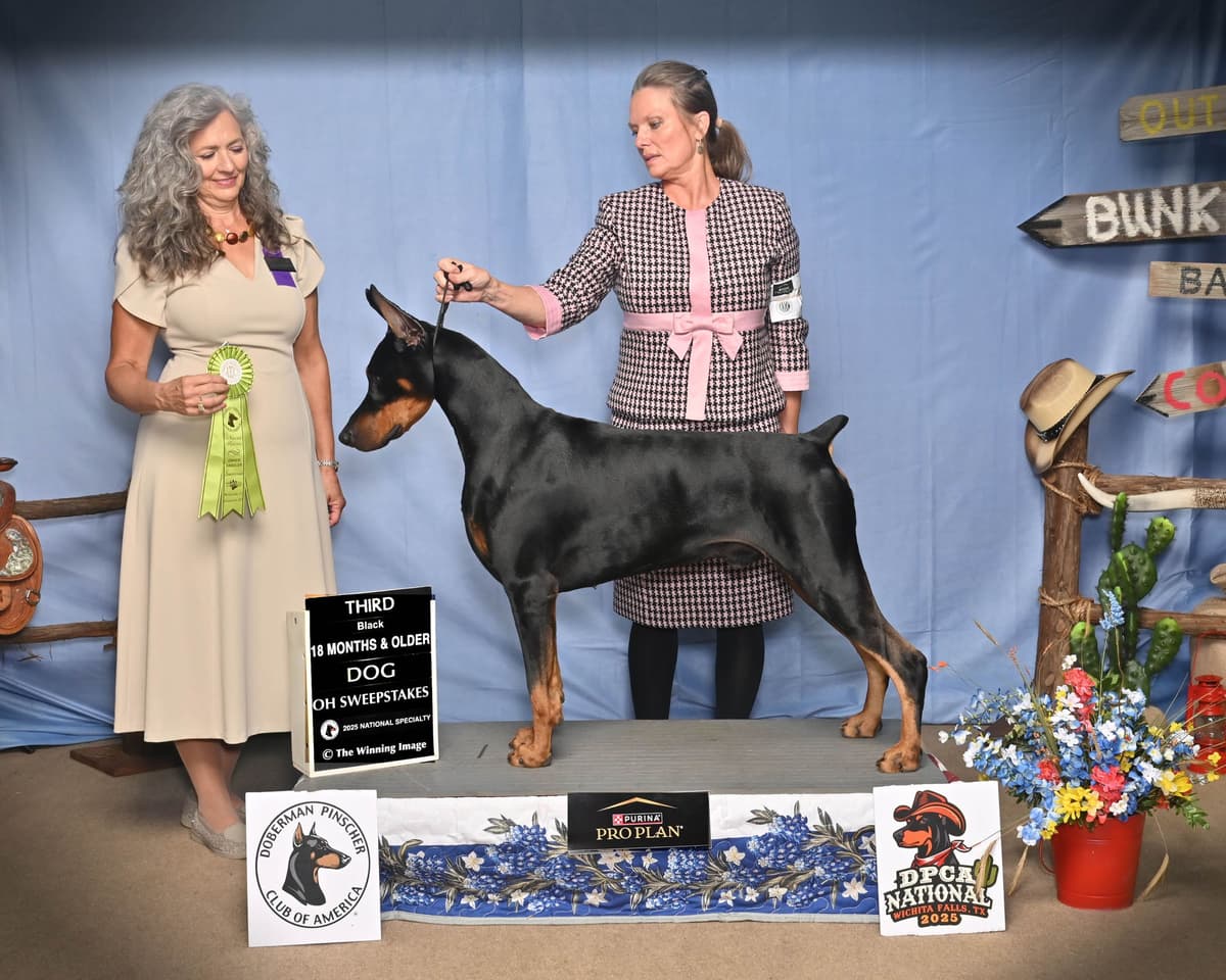 Doberman Pinscher Puppies breeder image 1