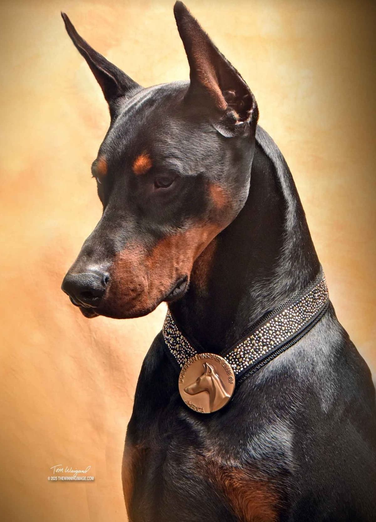 Doberman Pinscher Puppies breeder image 3