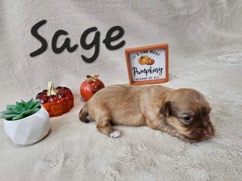 Havanese Puppies breeder image 1
