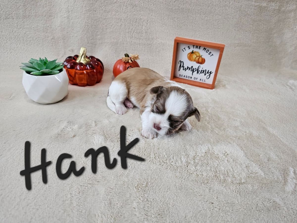 Havanese Puppies breeder image 2
