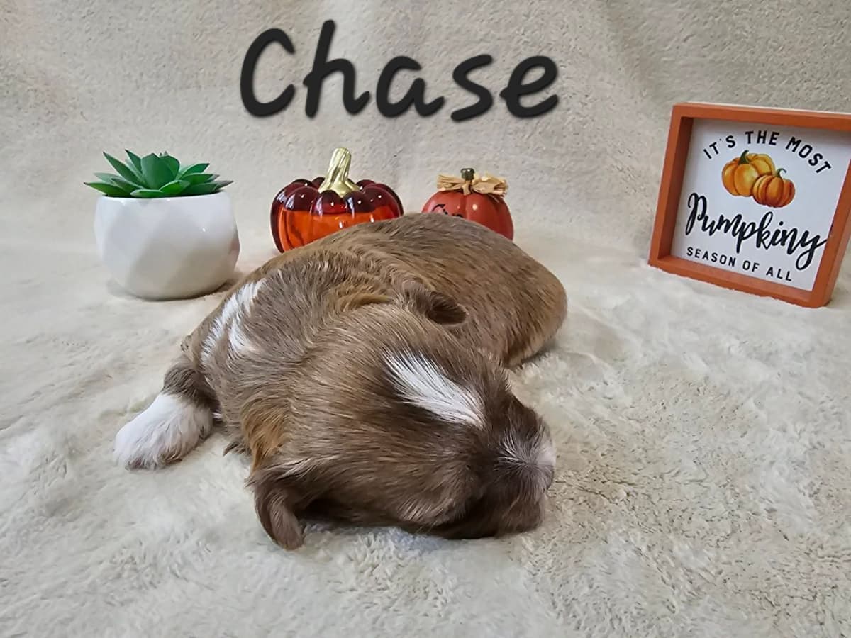 Havanese Puppies breeder image 3