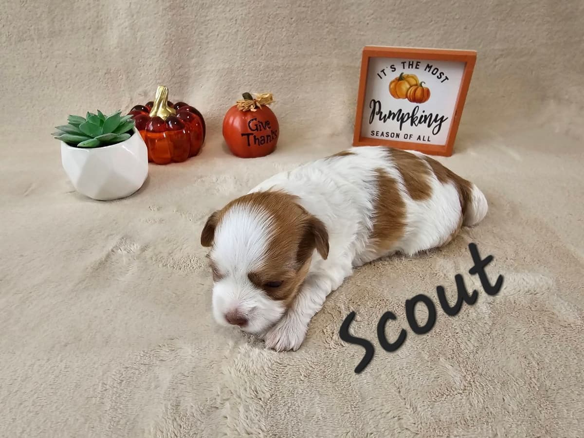 Havanese Puppies breeder image 4