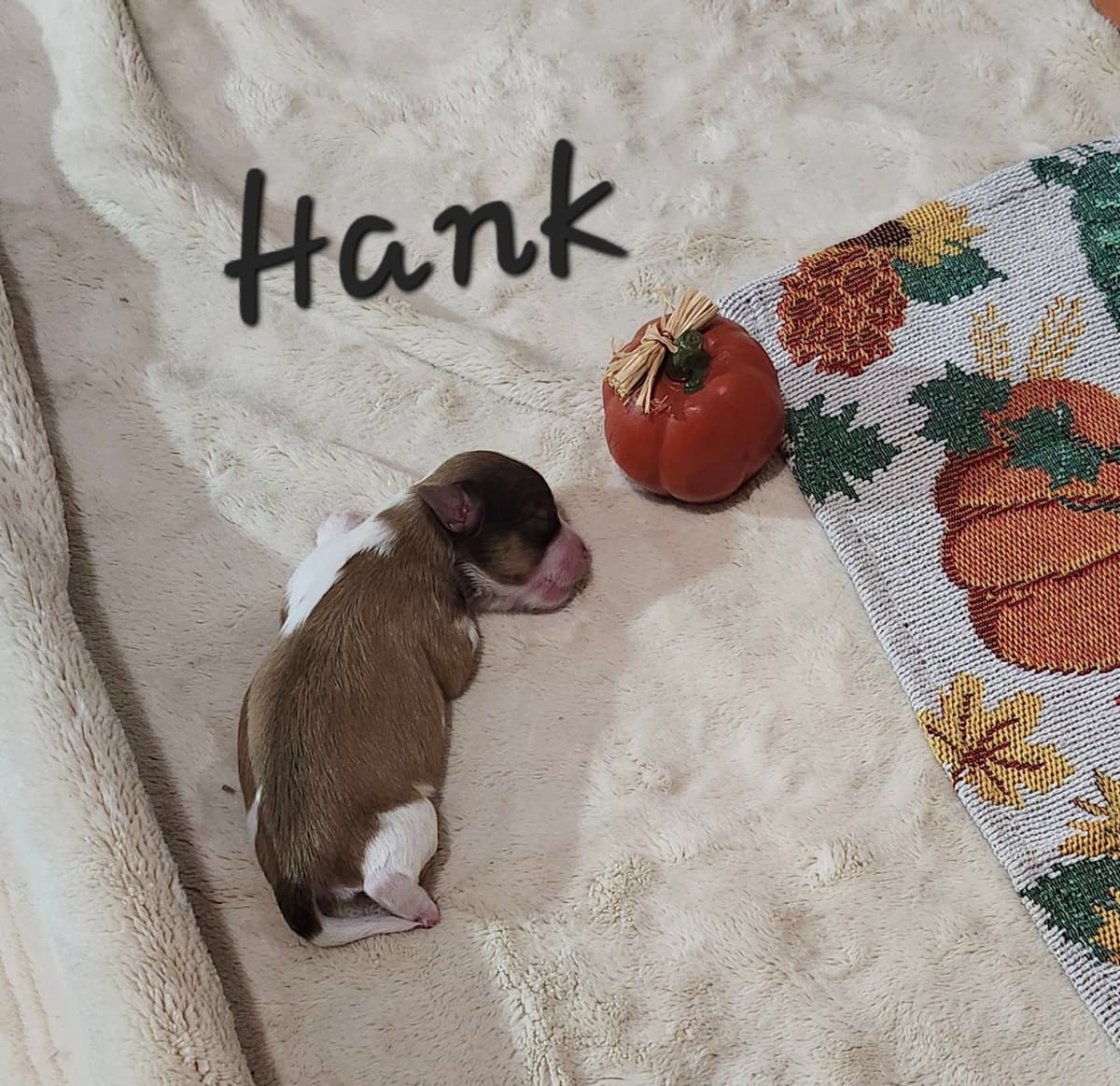 Havanese Puppies breeder image 5