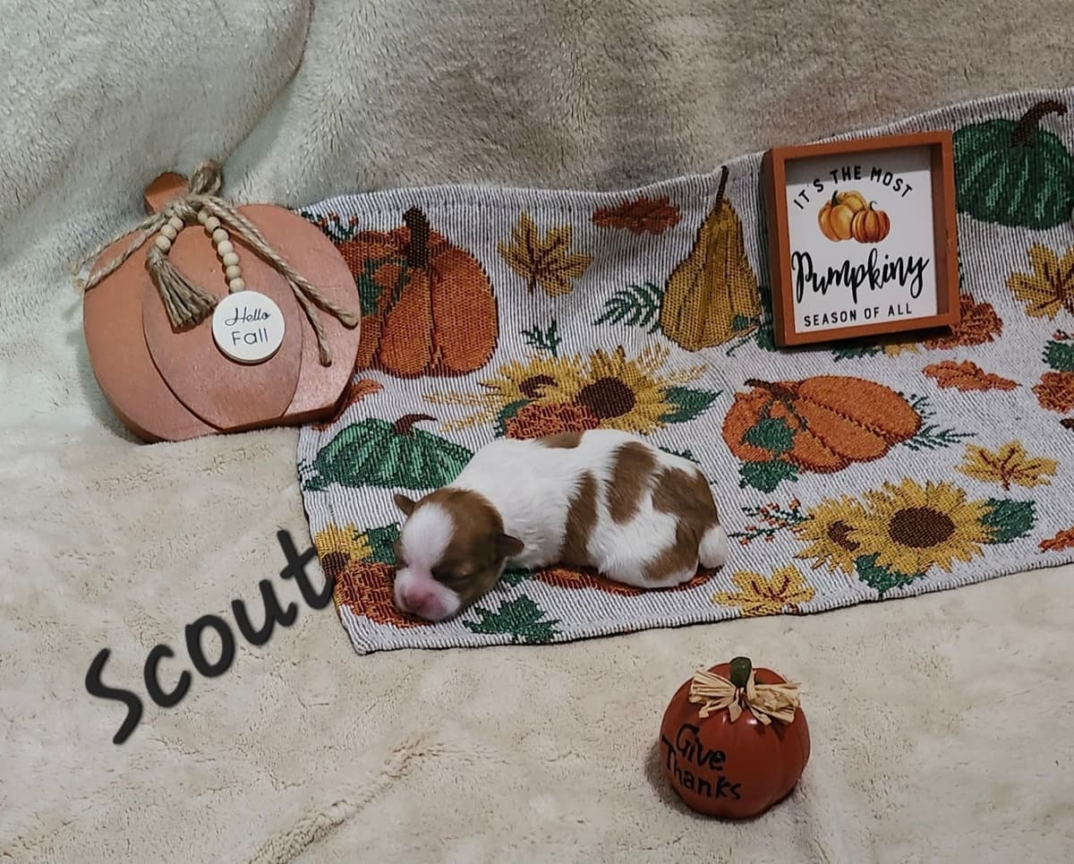 Havanese Puppies breeder image 9