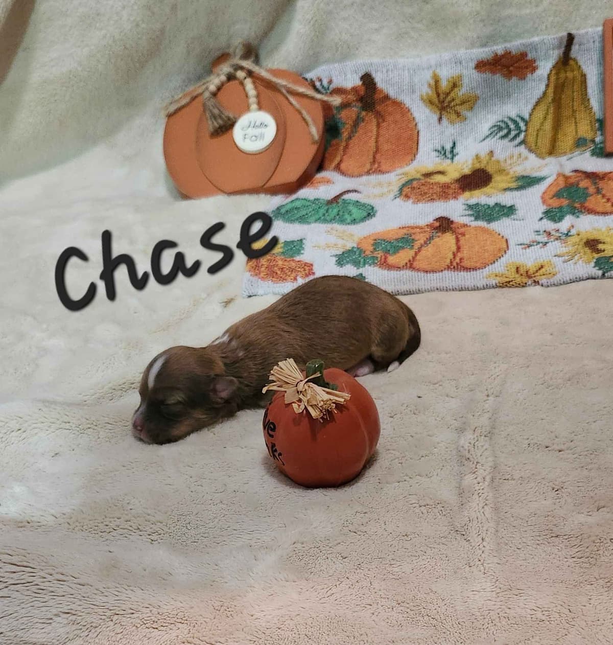 Havanese Puppies breeder image 11