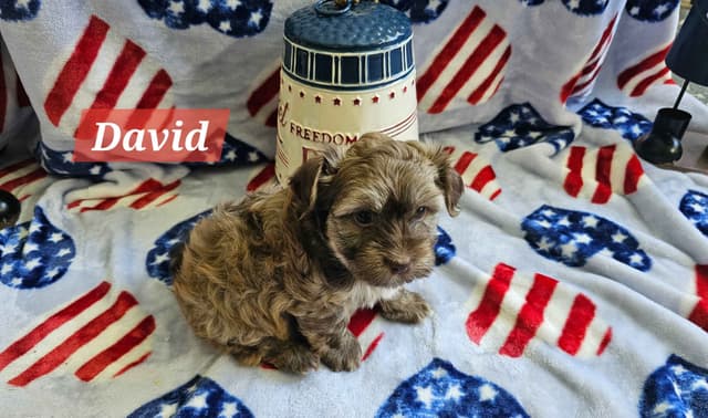 Havanese Puppies media 3