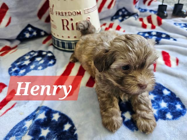 Havanese Puppies media 8