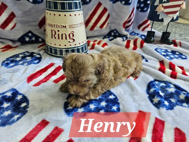 Havanese Puppies media 9
