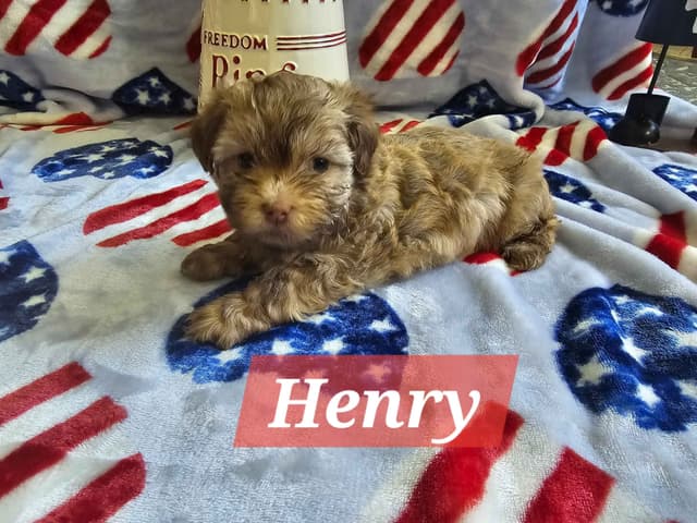 Havanese Puppies media 7