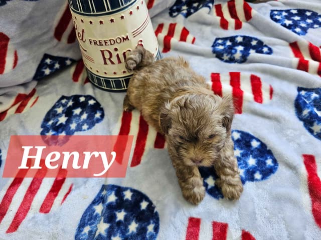 Havanese Puppies media 10
