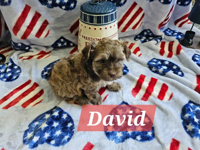 Havanese Puppies media 5