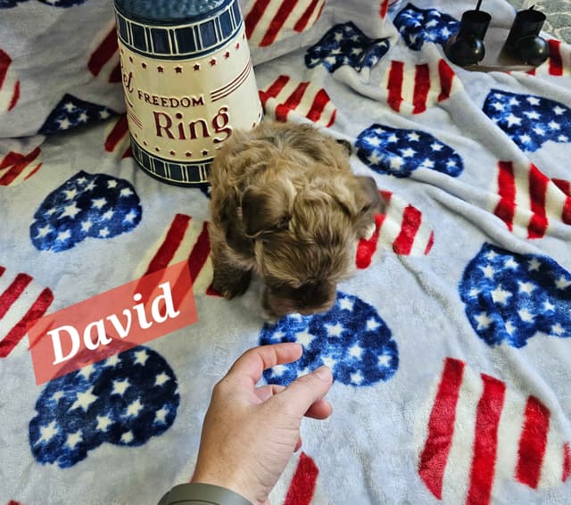 Havanese Puppies media 6