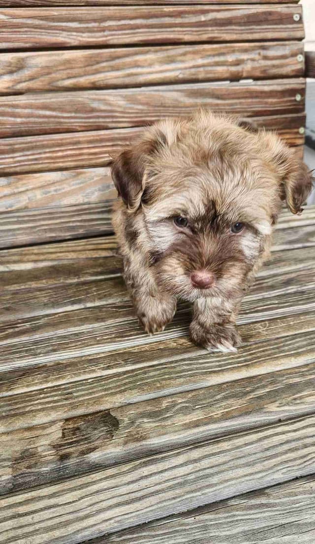 Havanese Puppies media 2