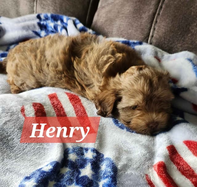 Havanese Puppies media 11