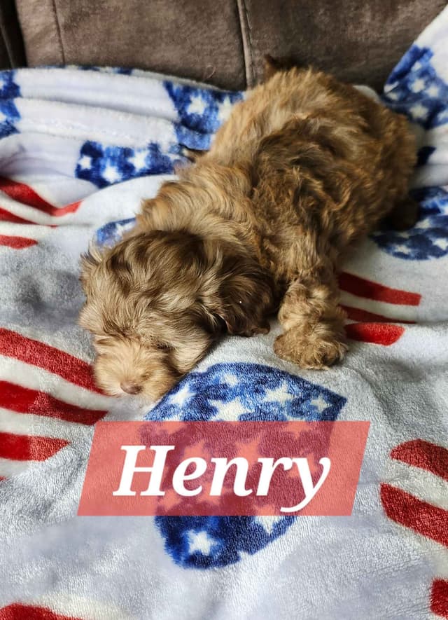 Havanese Puppies media 12