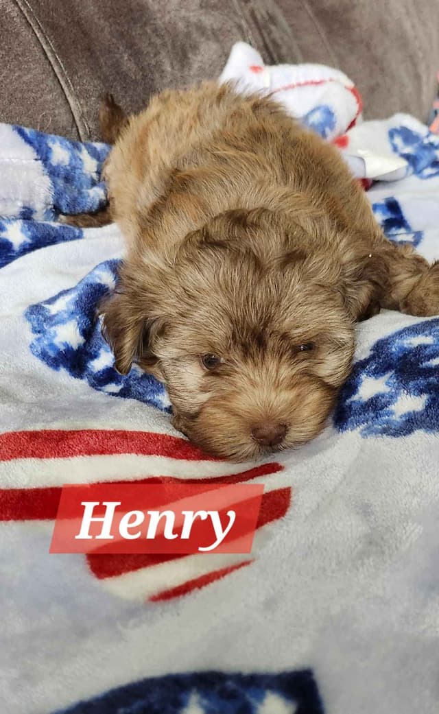 Havanese Puppies media 13