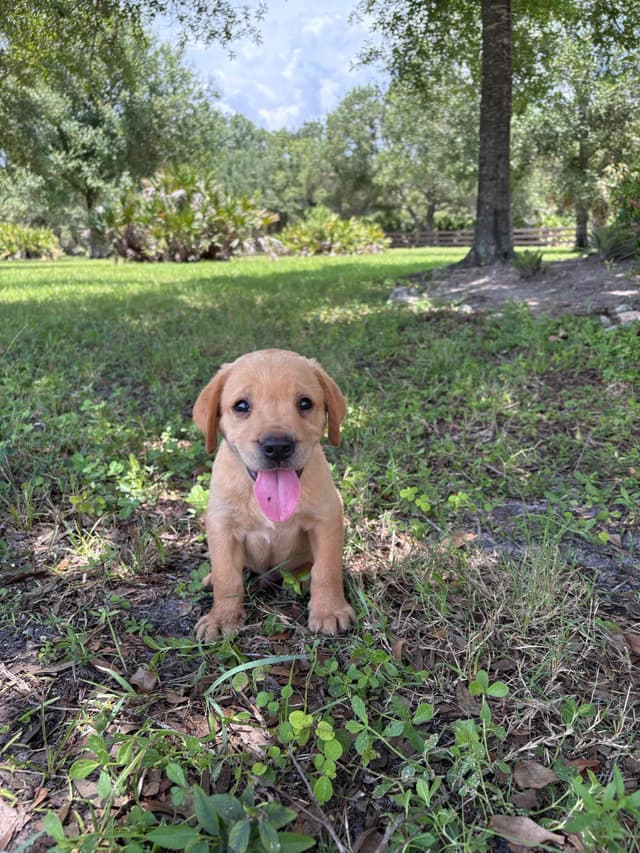 Labrador Retriever Puppies media 3