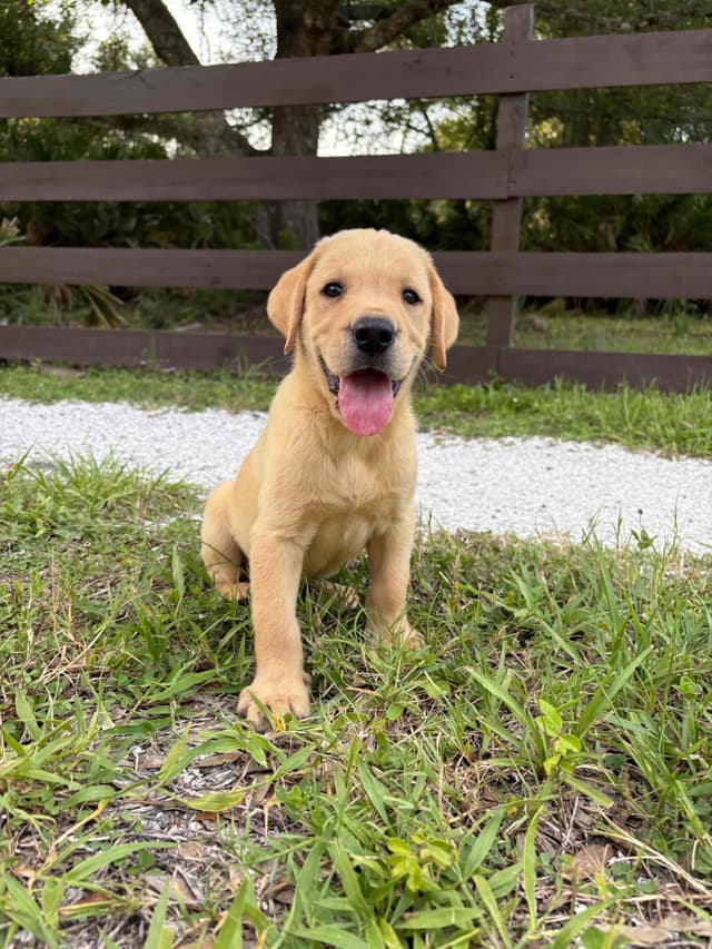 Labrador Retriever Puppies media 2