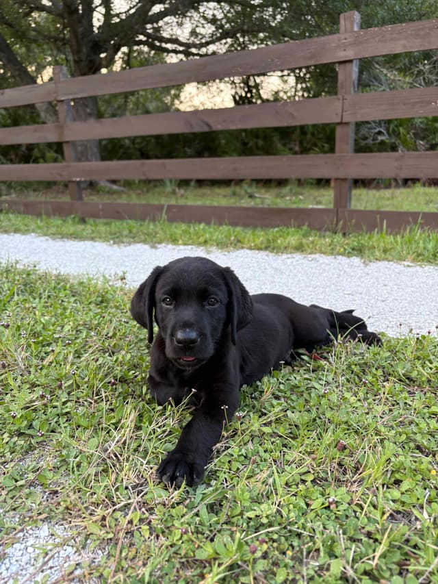 Labrador Retriever Puppies media 4