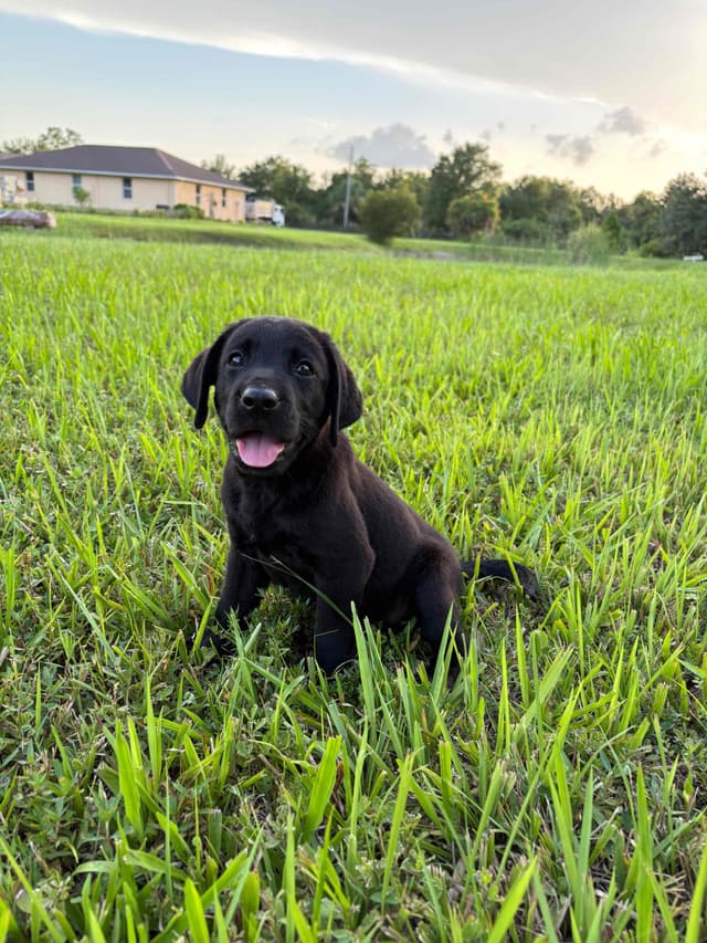 Labrador Retriever Puppies media 5