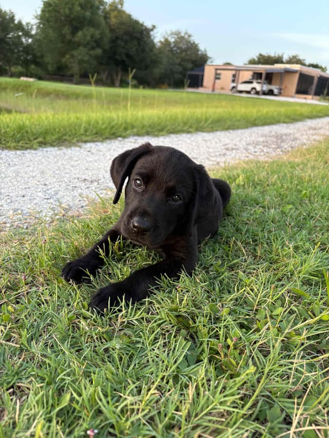 Labrador Retriever Puppies media 6