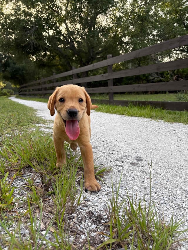 Labrador Retriever Puppies media 8