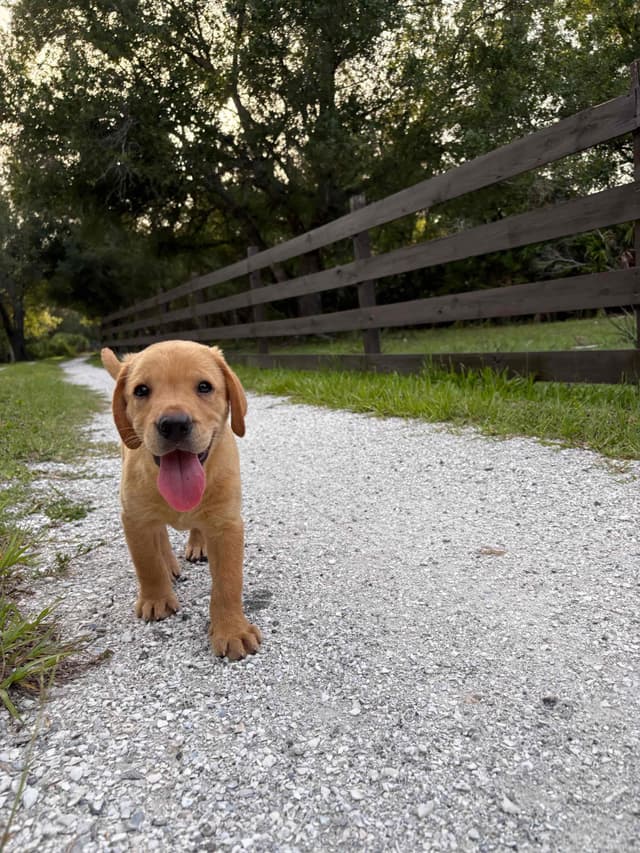 Labrador Retriever Puppies media 9