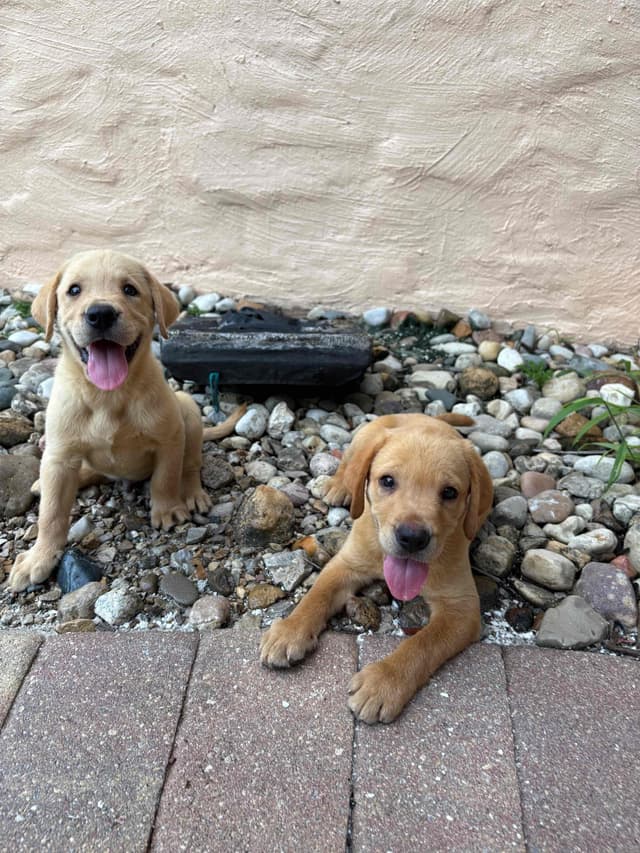 Labrador Retriever Puppies media 11