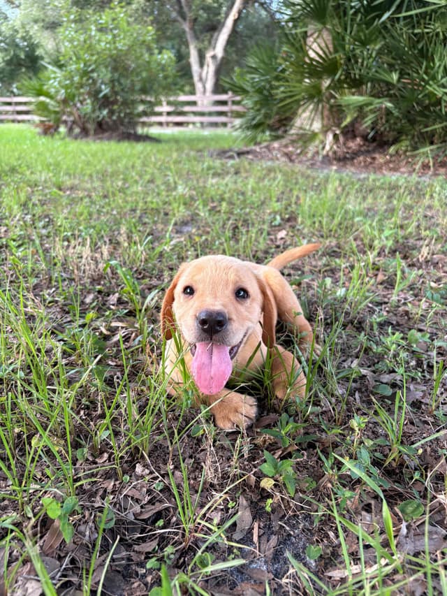 Labrador Retriever Puppies media 10