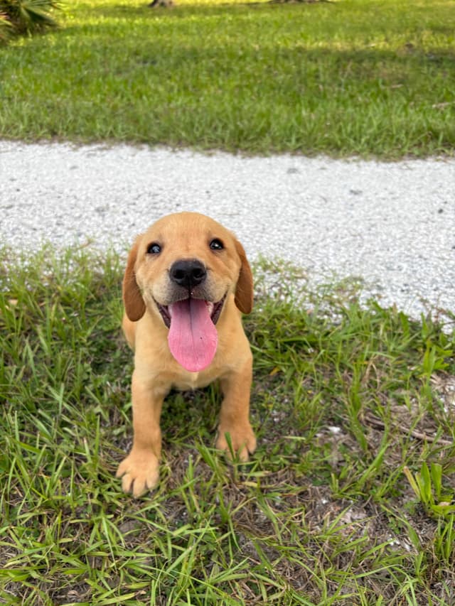 Labrador Retriever Puppies media 12