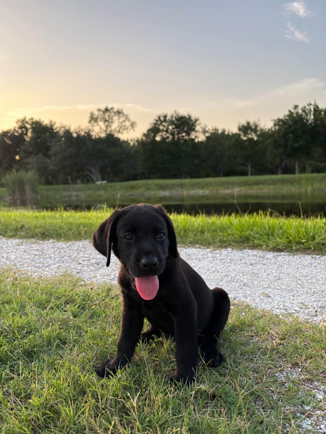 Labrador Retriever Puppies media 13