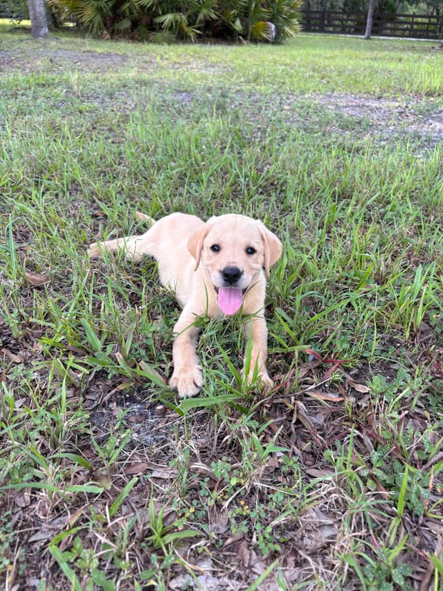 Labrador Retriever Puppies media 14