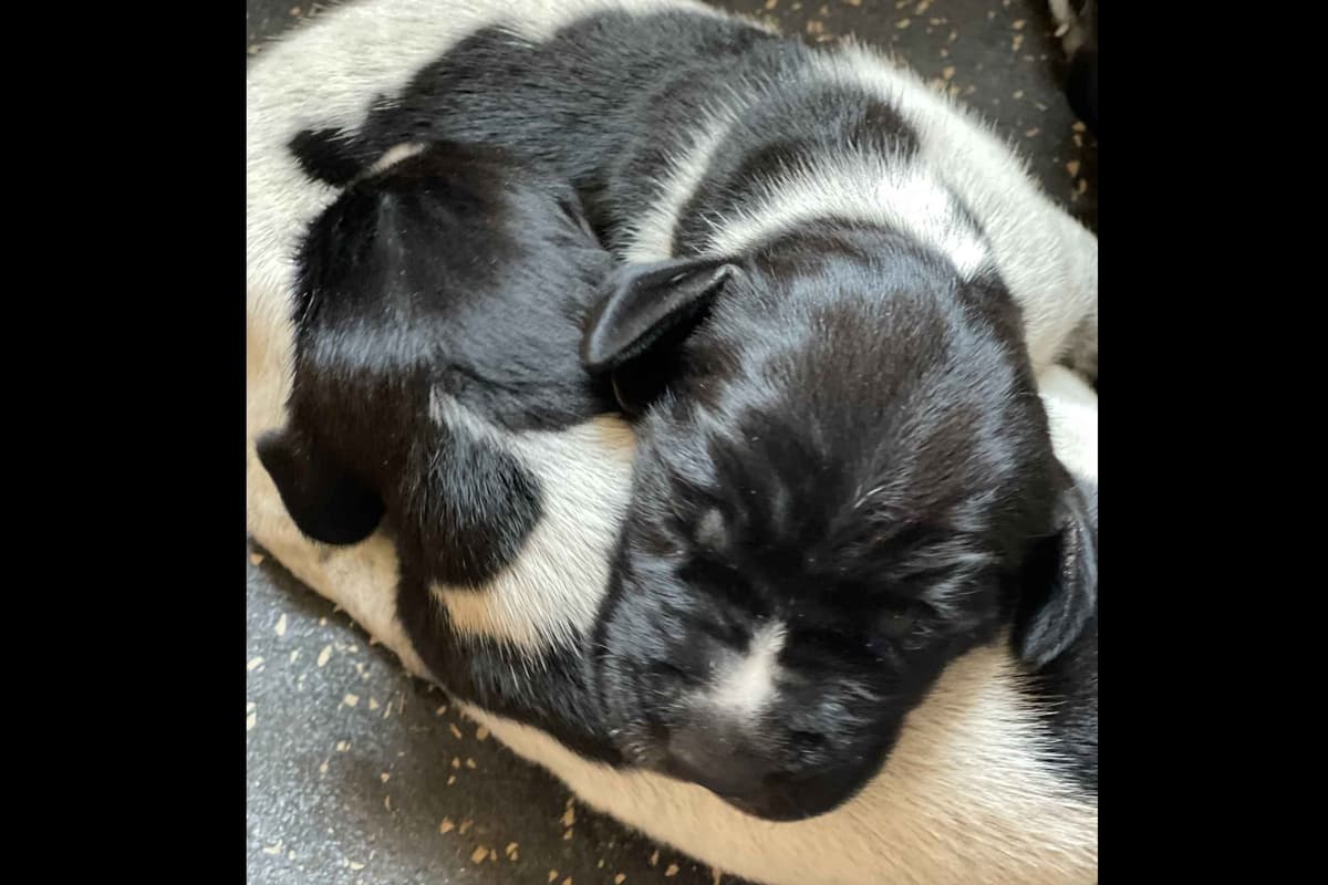 German Shorthaired Pointer Puppies breeder image 1