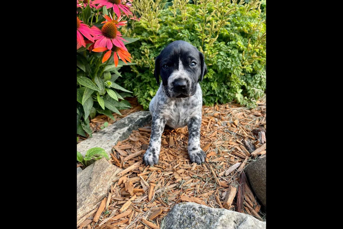 German Shorthaired Pointer Puppies breeder image 2