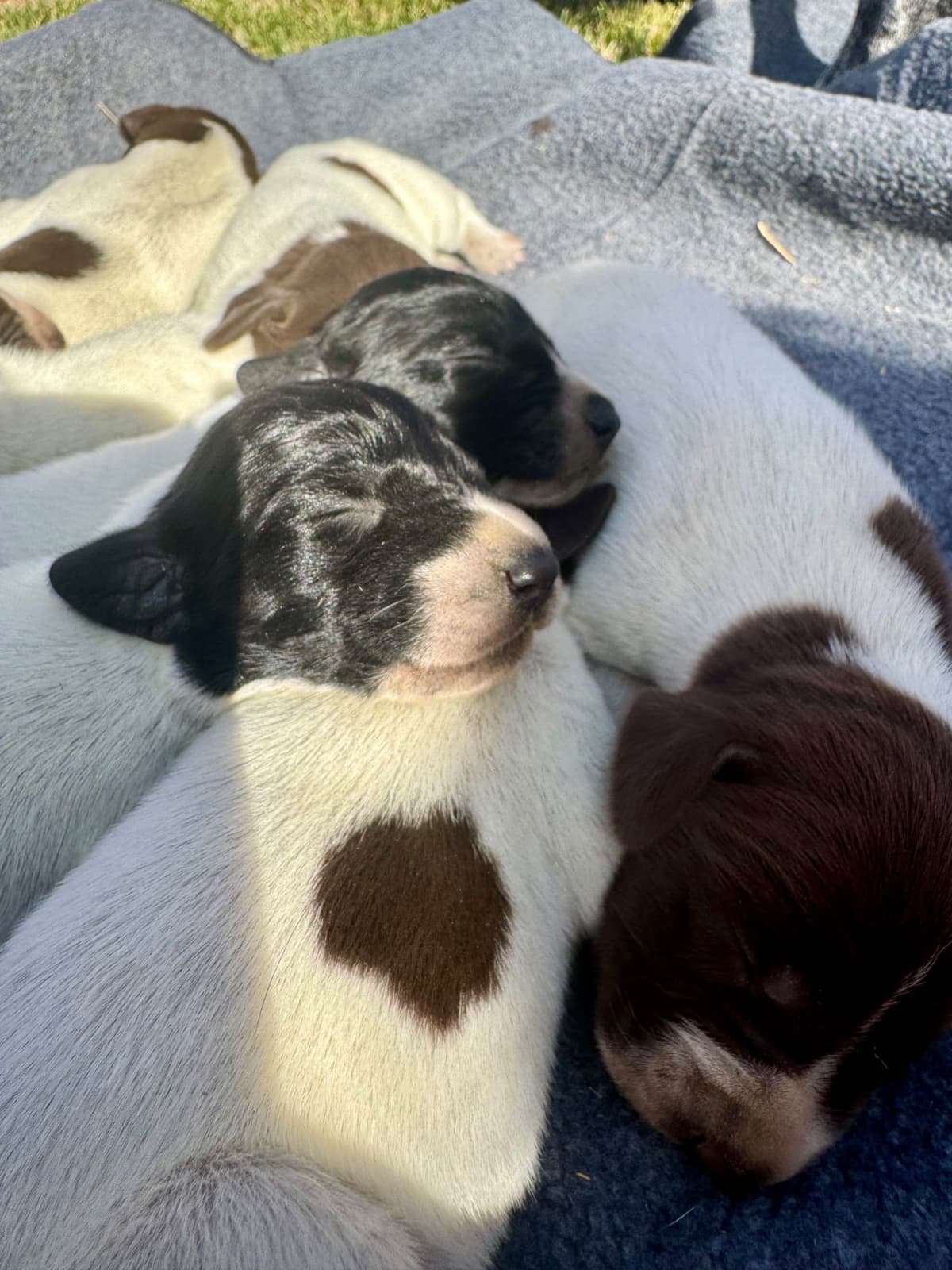 German Shorthaired Pointer Puppies breeder image 3