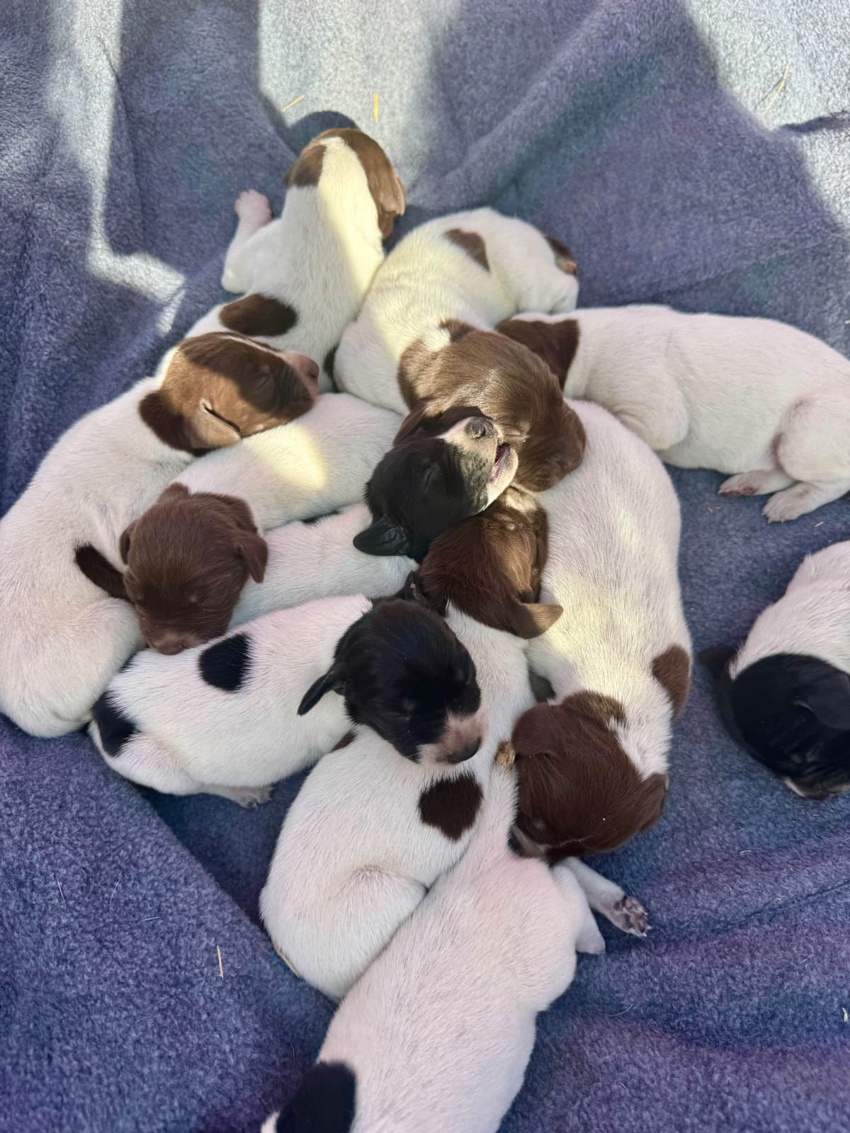 German Shorthaired Pointer Puppies breeder image 5