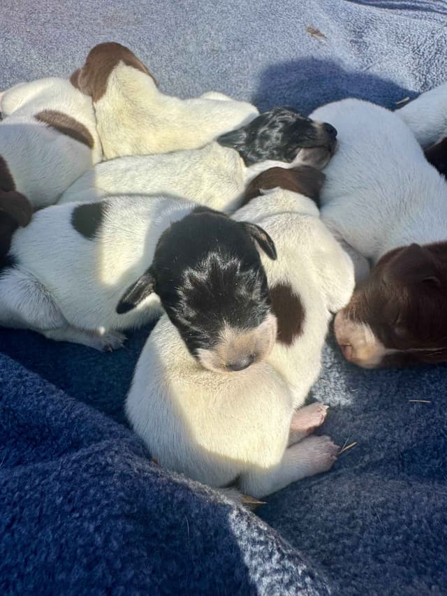 German Shorthaired Pointer Puppies media 3