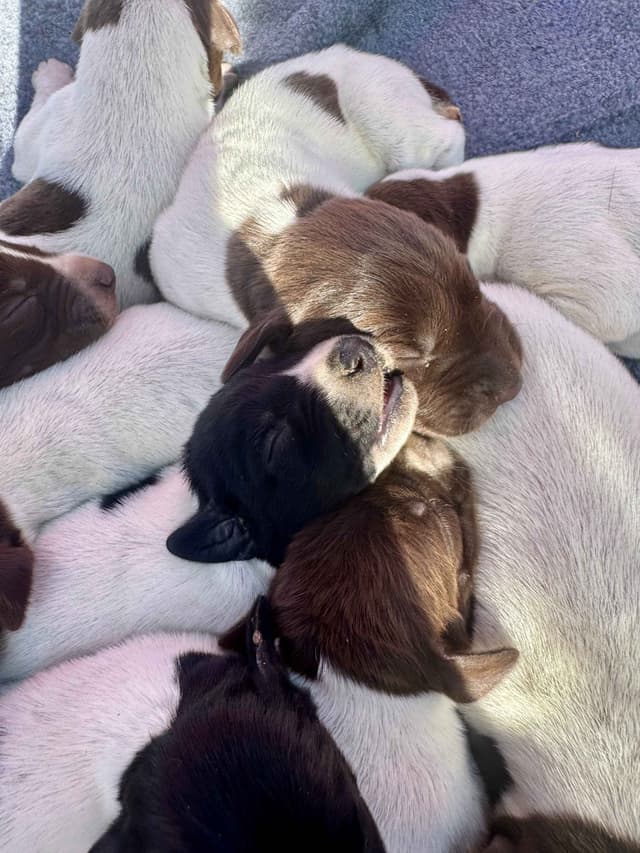 German Shorthaired Pointer Puppies media 4