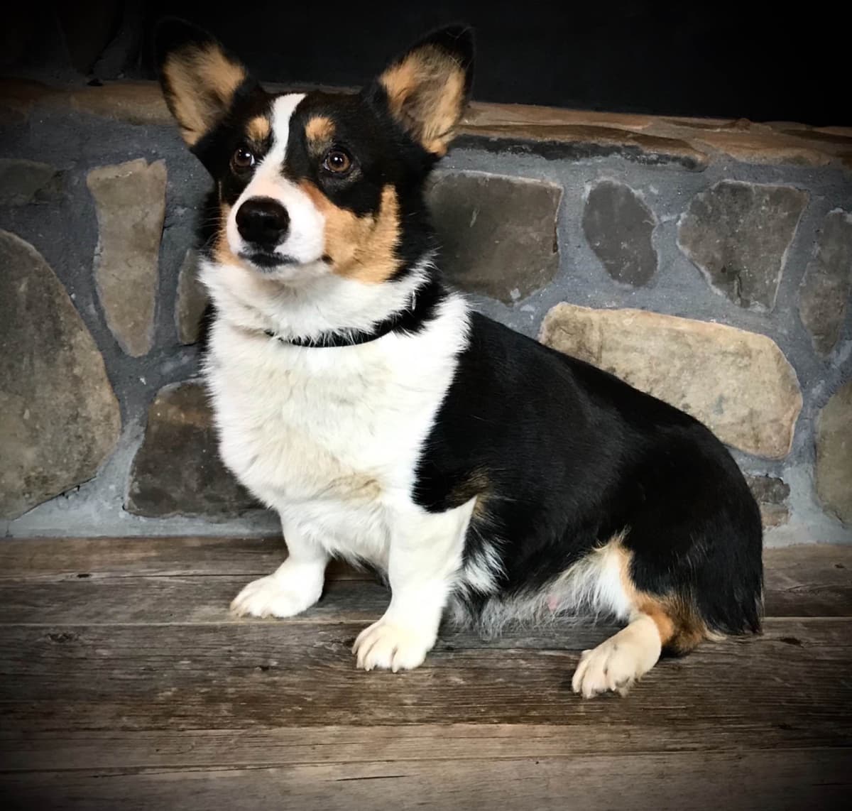 Australian Shepherd Puppies breeder image 4