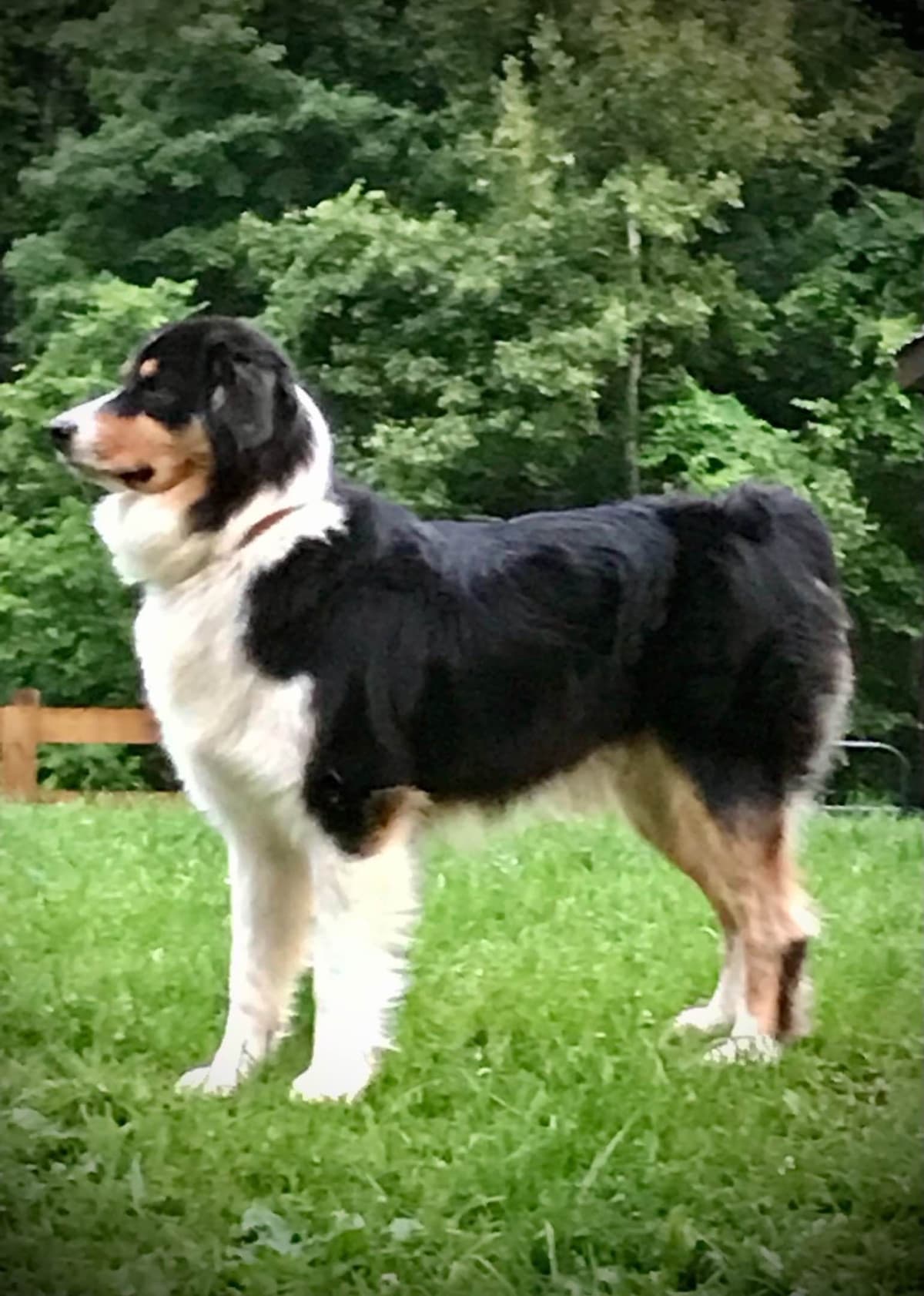 Australian Shepherd Puppies breeder image 5