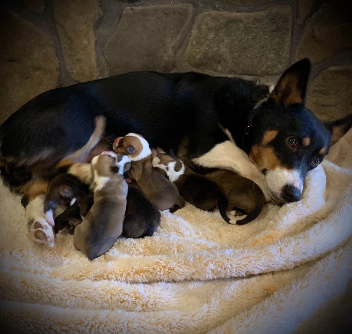Australian Shepherd Puppies breeder image 6