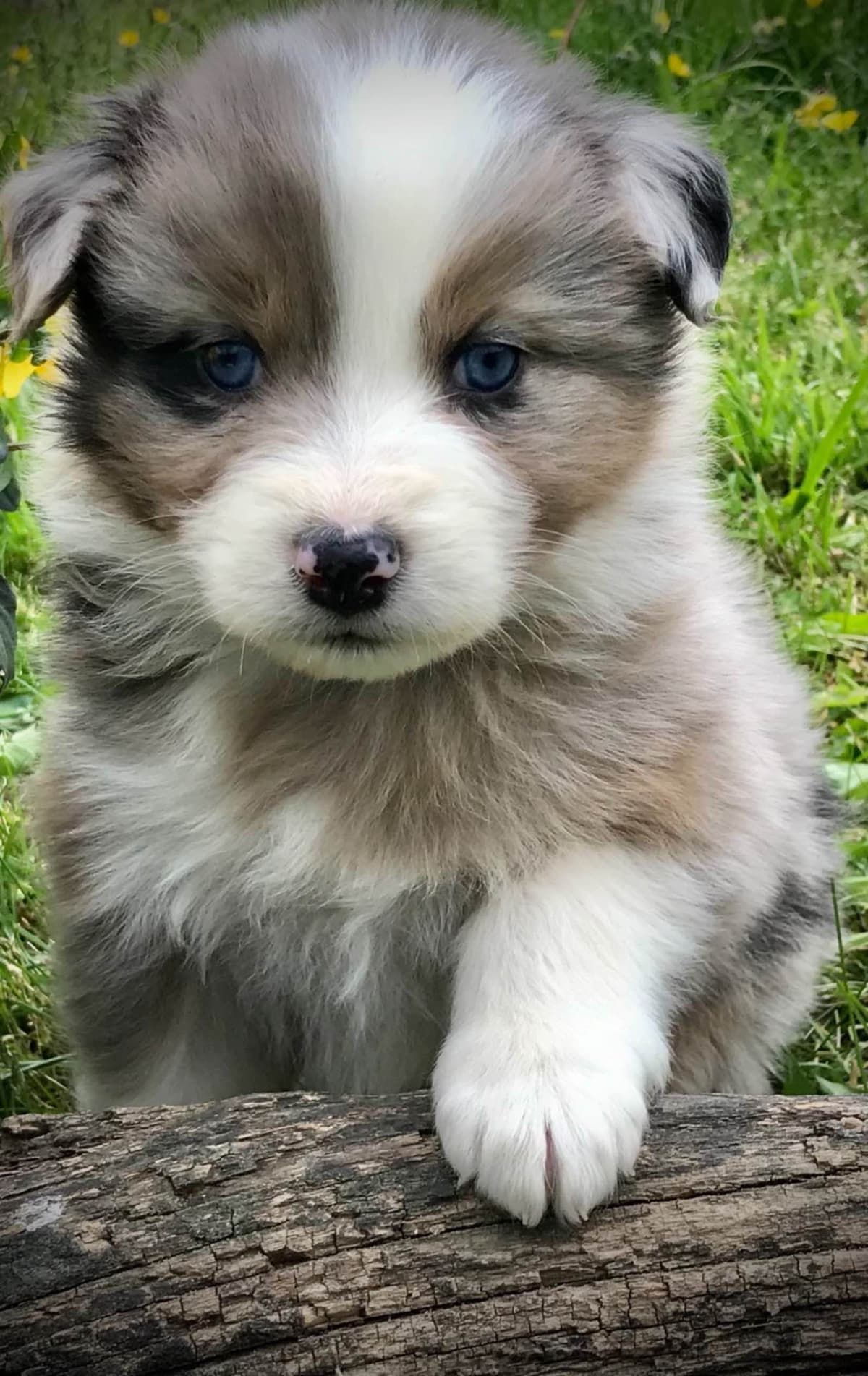 Australian Shepherd Puppies breeder image 7