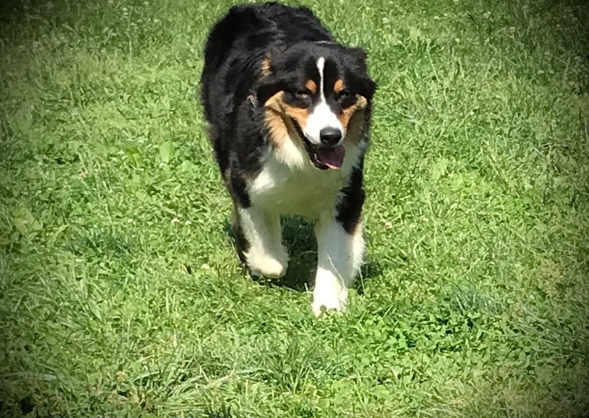 Australian Shepherd Puppies breeder image 9