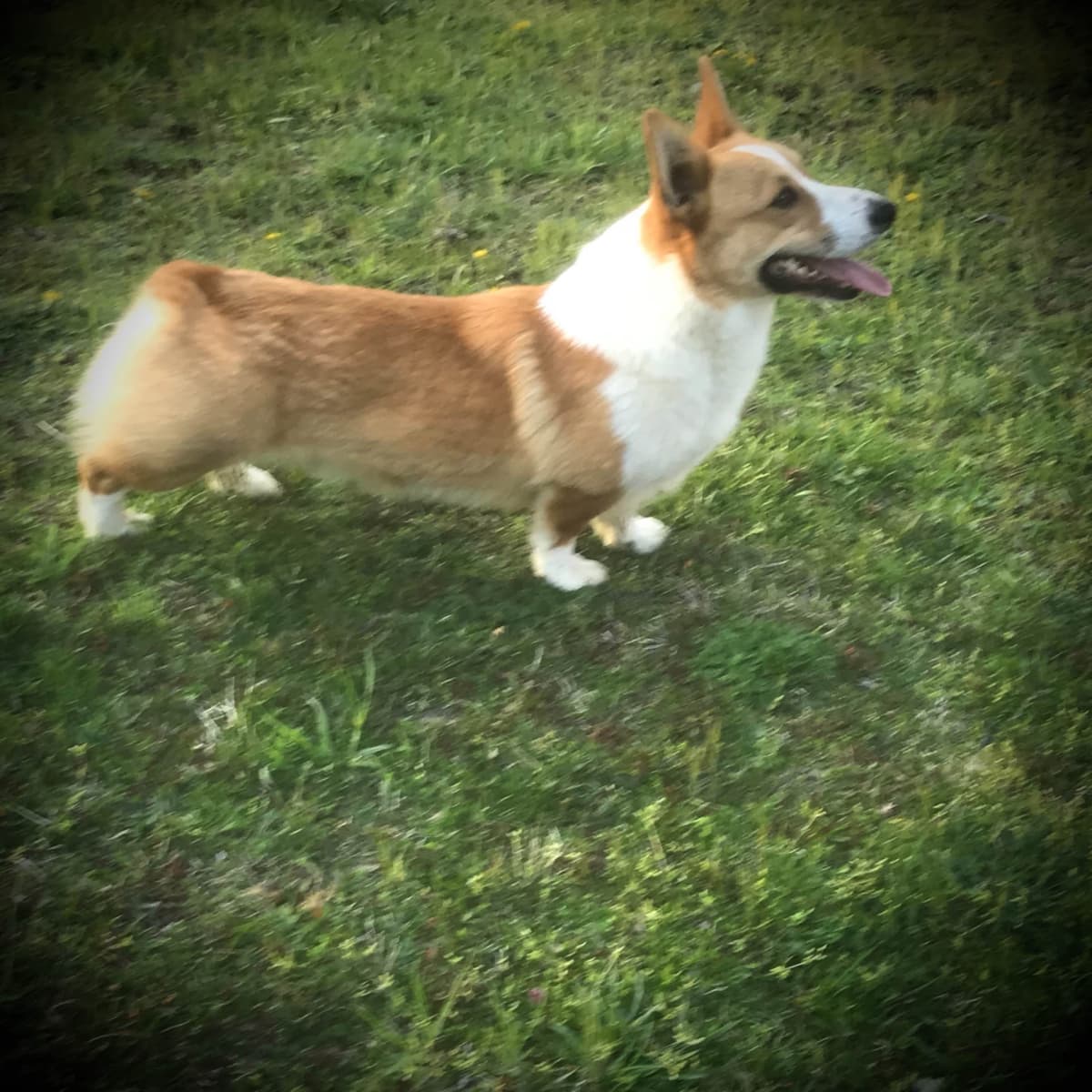 Australian Shepherd Puppies breeder image 10