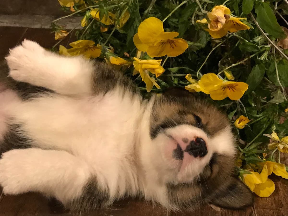 Australian Shepherd Puppies breeder image 12