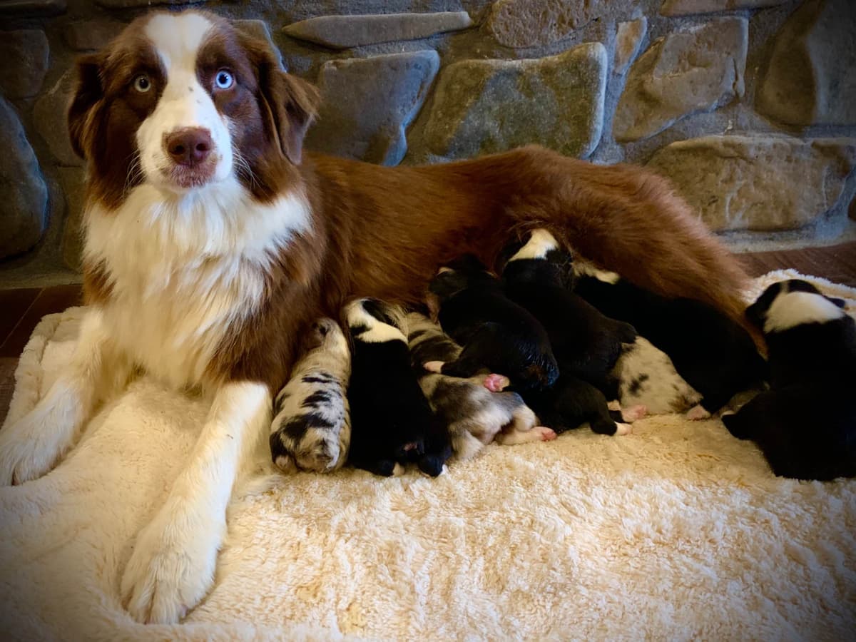 Australian Shepherd Puppies breeder image 15